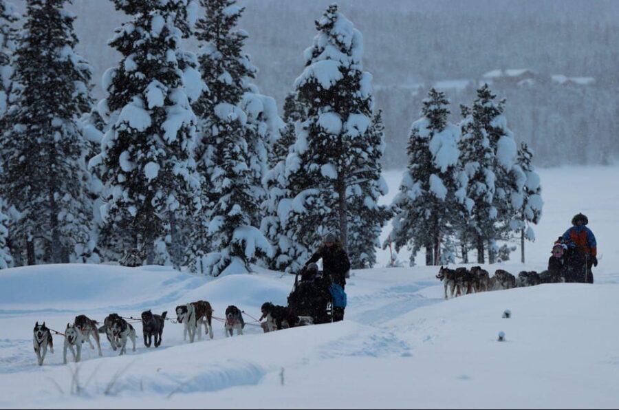 Kiruna: Morning Husky Sled Ride with Coffee Break - What’s Included and What’s Not