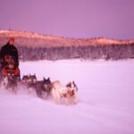Kiruna: Northern Light Short Husky Tour with Coffee - The Huskies and the Guides