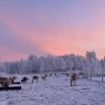 Kiruna: Reindeer Feeding Tour and Sámi Culture with Minibus - Who Is This Tour Best For?