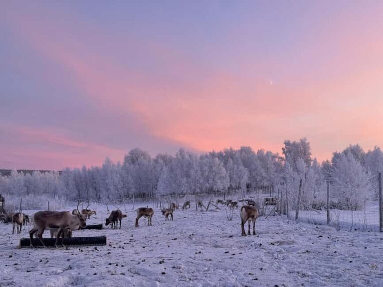 Kiruna: Reindeer Feeding Tour and Sámi Culture with Minibus - Who Is This Tour Best For?