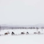 KIRUNA: Reindeer Sled Ride in the Countryside - Logistics and Practicalities