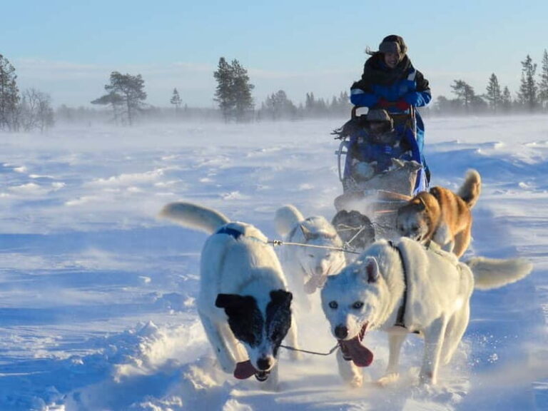 Kiruna: Self-drive Husky Morning Tour - Transportation & Duration