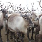Kiruna: Sleigh Ride with Reindeer Feeding & Warm Drinks - The Experience in Detail