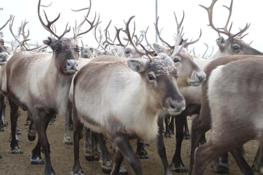 Kiruna: Sleigh Ride with Reindeer Feeding & Warm Drinks - The Experience in Detail
