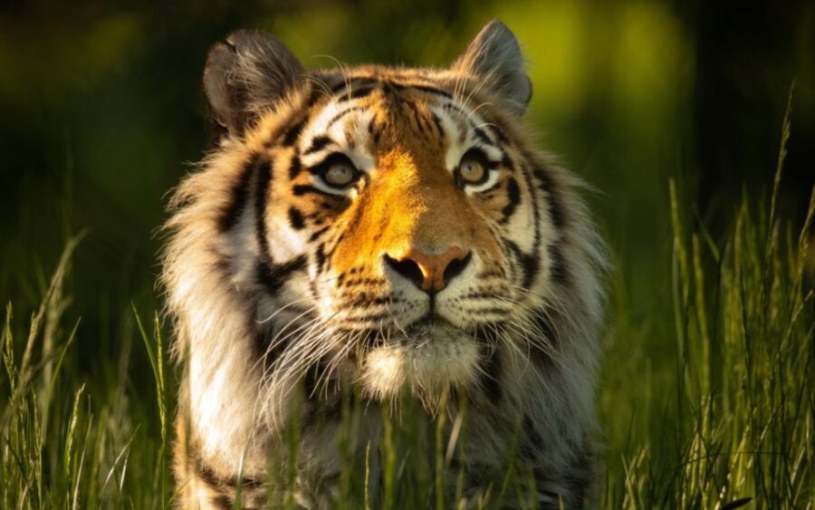 Knowsley: Safari Entry Tickets - The Practical Side: Planning Your Visit