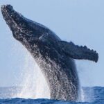 Kohola Whale Watching Excursion - Who Will Get the Most Out of This Tour?