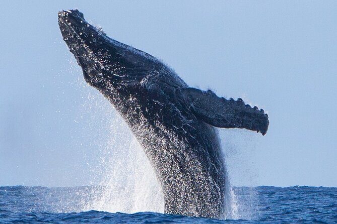 Kohola Whale Watching Excursion - Who Will Get the Most Out of This Tour?