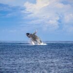 Kona Deluxe Catamaran Whale Watch - Who This Tour Is Best For