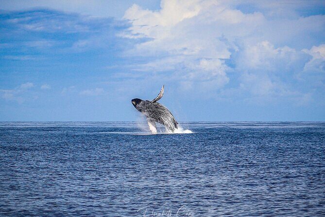 Kona Deluxe Catamaran Whale Watch - Who This Tour Is Best For