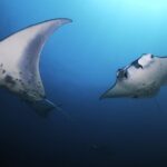 Kona Manta Ray Night Snorkel Adventure! Small Group - Frequently Asked Questions