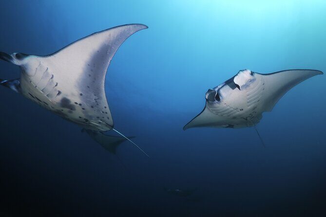 Kona Manta Ray Night Snorkel Adventure! Small Group - Frequently Asked Questions