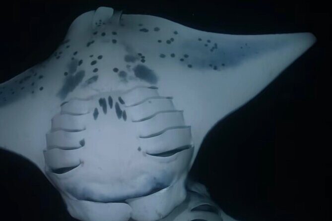 KONA Manta Ray Night Snorkel - FREE re-ride if no Sightings - The Sum Up