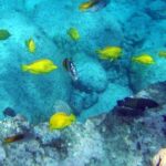 Kona Shore Excursion: Wild Dolphin Reefs Snorkel and Sea Caves - Who Will Love This Tour?