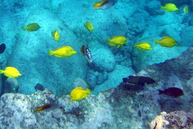 Kona Shore Excursion: Wild Dolphin Reefs Snorkel and Sea Caves - Who Will Love This Tour?
