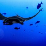 Kona's Magical Manta Ray Night Snorkel: Small-Group Eco-Tour - The Experience, From a Guest’s Perspective