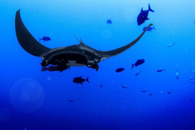 Kona's Magical Manta Ray Night Snorkel: Small-Group Eco-Tour - The Experience, From a Guest’s Perspective