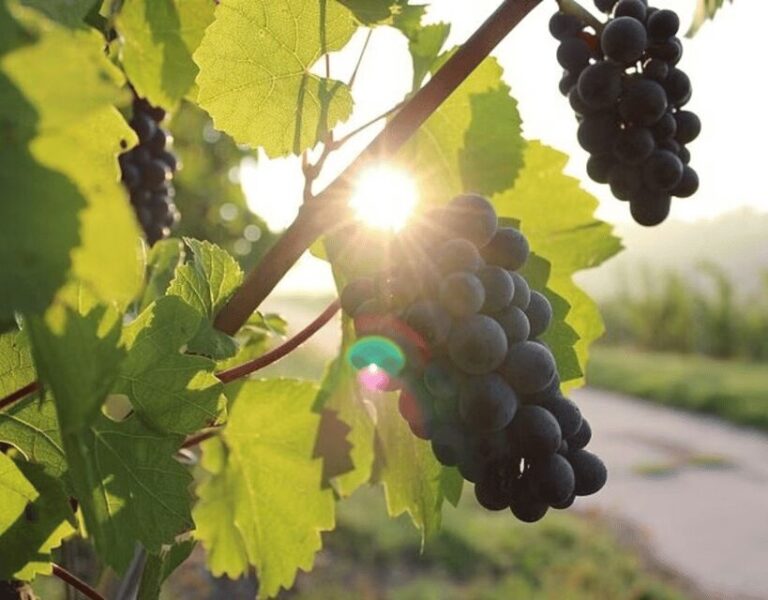 Korcula & Peljesac Wine Tasting Group Tour from Dubrovnik - The Realities of the Experience