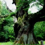 Kornik Castle and Rogalin Palace Half-Day Private Tour - Who Will Love This Tour?