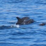 Kos Town: Glass-Bottom Boat Cruise with Swimming Stops - The Itinerary in Detail