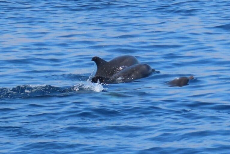 Kos Town: Glass-Bottom Boat Cruise with Swimming Stops - The Itinerary in Detail