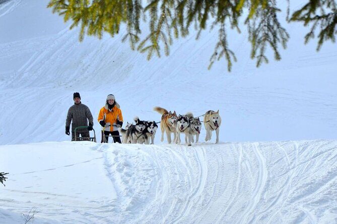 Kraków Full Dog Sled Ride - Visit to the Husky Reserve