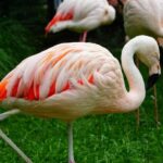 Krakow: Zoo Tour with Private Transport and Tickets - What’s Worth Noting