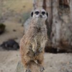 Krakow: Zoo Visit with Hotel Pickup & Drop-Off - What You Can Expect on This Tour