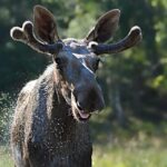 Kristiansand: Guided Bus Tour and Moose Park Experience - Final Thoughts