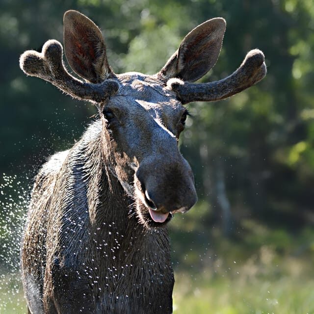 Kristiansand: Guided Bus Tour and Moose Park Experience - Final Thoughts