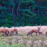 Kröller Müller Museum and Veluwe National Park Private tour - Practical Details: What You Should Know