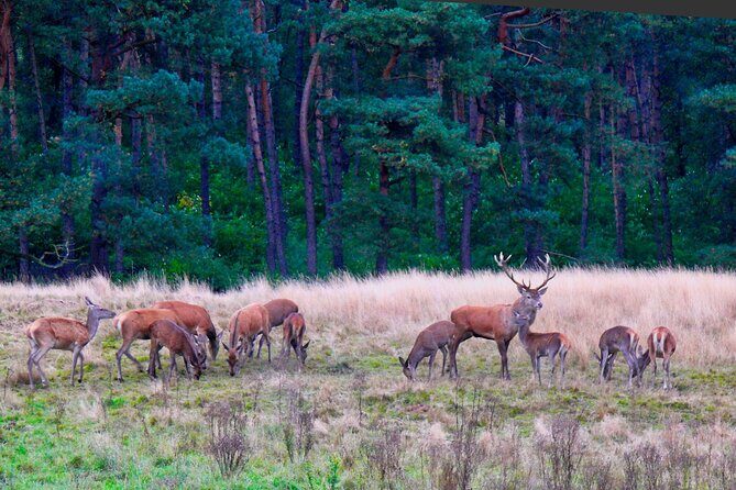 Kröller Müller Museum and Veluwe National Park Private tour - Practical Details: What You Should Know