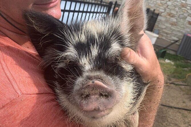KuneKune Pig Farm Tour - Who Should Consider This Tour?
