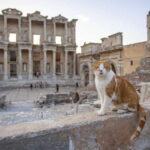 Kusadasi: All Inclusive Ephesus Tour With Lunch - Is It Worth the Price?