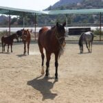 Kusadasi Horse Riding Beach and Forest options with Transfer - The Scenery and Riding Experience