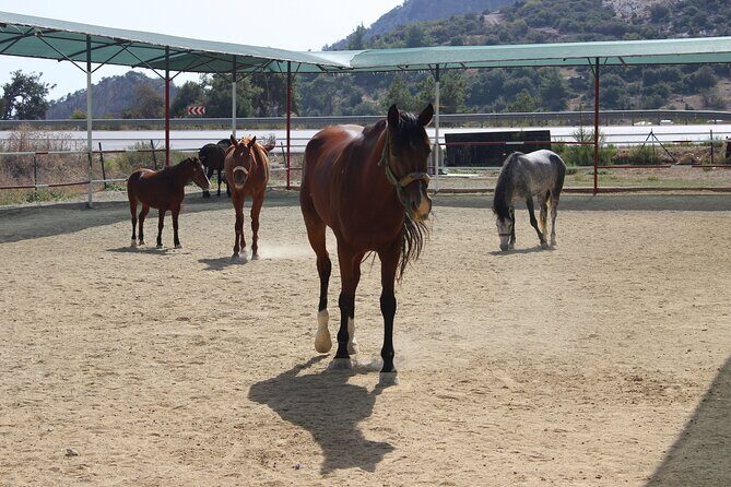 Kusadasi Horse Riding Beach and Forest options with Transfer - The Scenery and Riding Experience