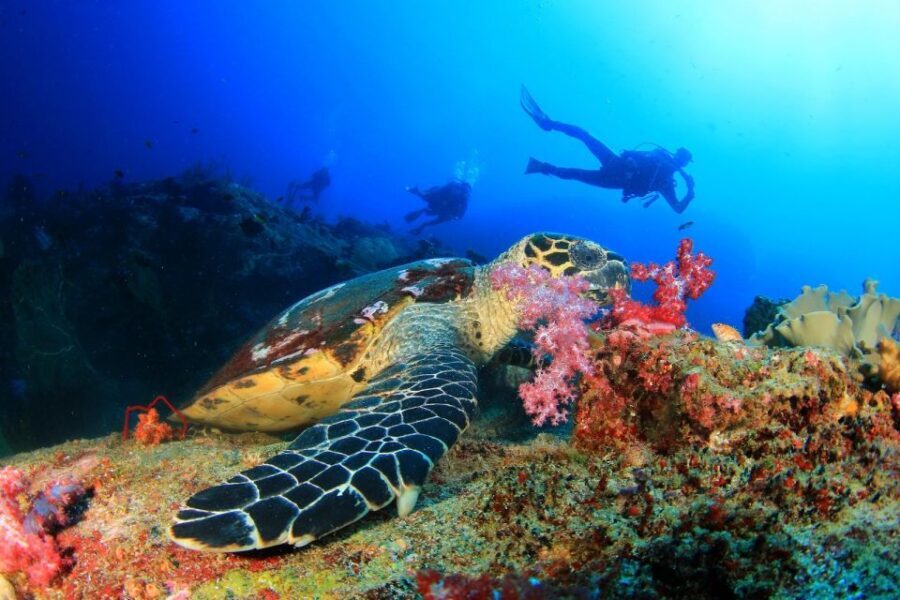 Kusadasi: Scuba Diving for Beginners w/Lunch & Transfer - What Makes This Tour Stand Out