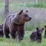 Kuusamo: Bear watching evening - Who Is This Tour Best For?