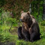 Kuusamo: Bear Watching Evening Tour - Diving Deeper into the Experience
