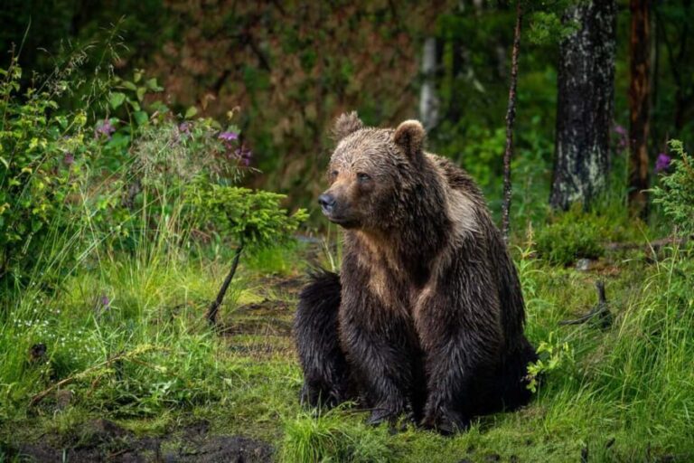 Kuusamo: Bear Watching Evening Tour - Diving Deeper into the Experience