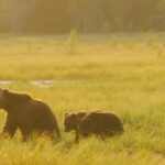 Kuusamo: Bear Watching Overnight Tour - The Value of the Experience