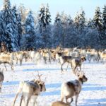 Kuusamo: Morning Feeding of Hundreds of Reindeer - Practical Tips for Your Visit