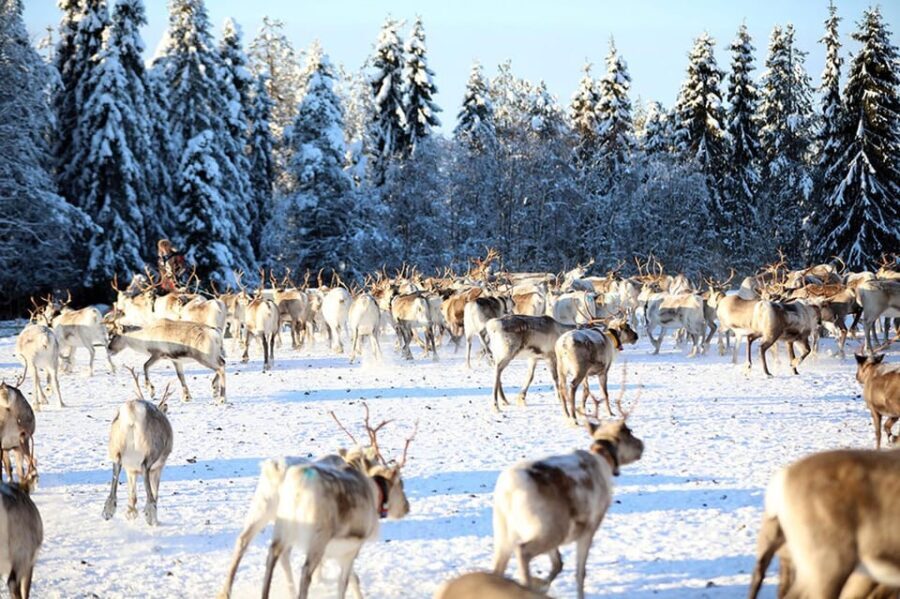 Kuusamo: Morning Feeding of Hundreds of Reindeer - Practical Tips for Your Visit