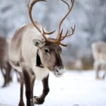 Kuusamo: Reindeer Sleigh Ride and Farm Visit - Real Travelers’ Impressions
