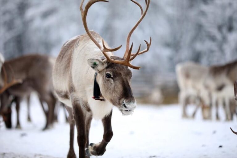 Kuusamo: Reindeer Sleigh Ride and Farm Visit - Real Travelers’ Impressions