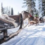 Kuusamo: Reindeer Sleigh Ride in Kujalan Porotila - The Experience Itself: What You Can Expect