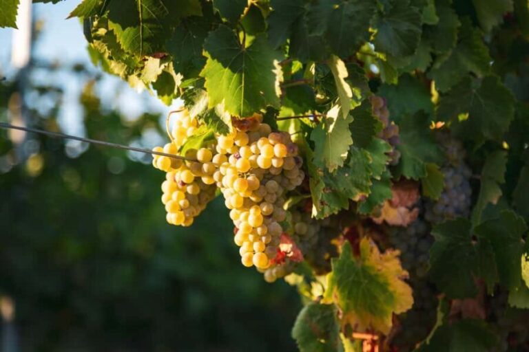 LA CAJA DE PANDORA - The Itinerary Breakdown