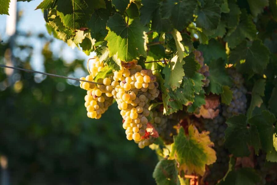 LA CAJA DE PANDORA - The Itinerary Breakdown