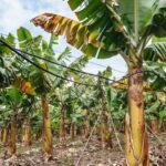 La Orotava: Eco Banana Plantation Tour with Banana Liquor - What You’ll Actually Do During the Tour