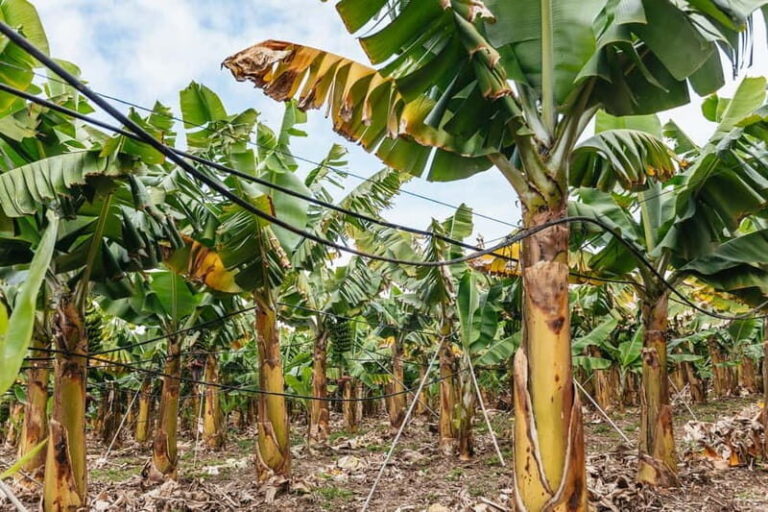 La Orotava: Eco Banana Plantation Tour with Banana Liquor - What You’ll Actually Do During the Tour