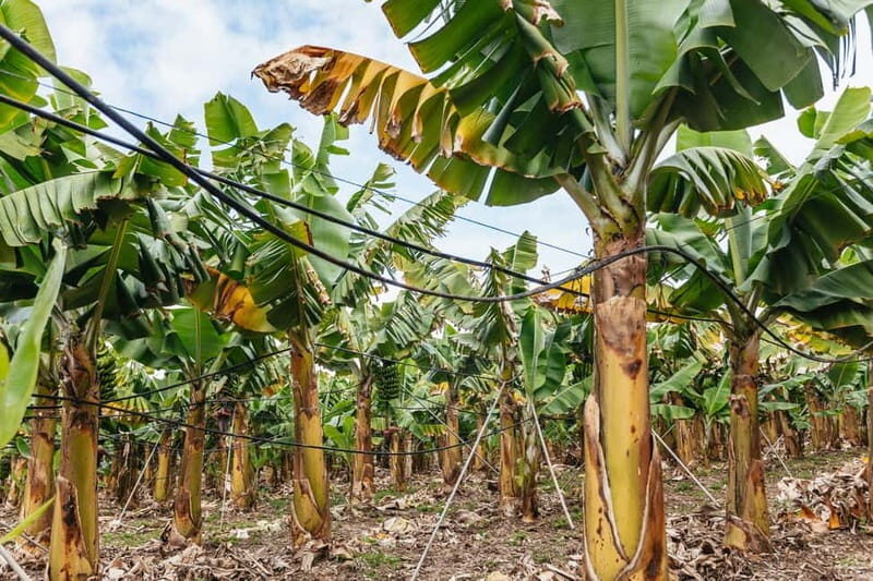 La Orotava: Eco Banana Plantation Tour with Banana Liquor - What You’ll Actually Do During the Tour